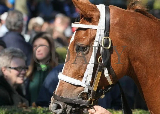 Euronfire - 1 102911 Race 01 Keeneland