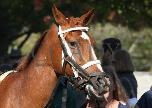 Euronfire - 5 102911 Race 01 Keeneland