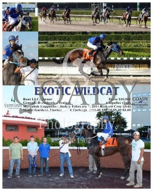 Exotic Wildcat - 020714 Race 08 Crc Calder Course