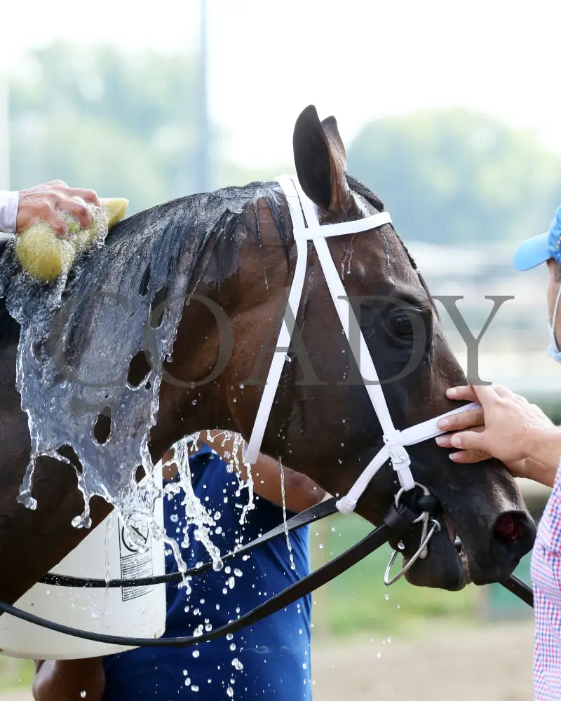 Factor This - The Wise Dan 31St Running 06-20-20 R09 Cd Post Race 05 Churchill Downs