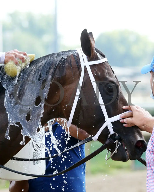Factor This - The Wise Dan 31St Running 06-20-20 R09 Cd Post Race 05 Churchill Downs