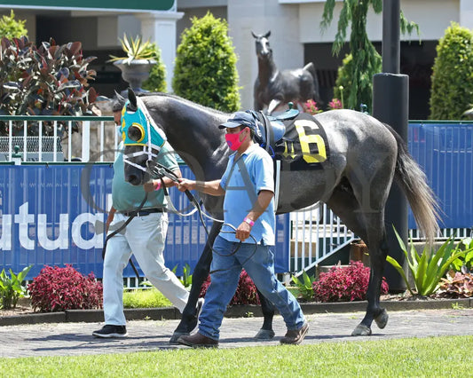 Field Pass - The Audubon 1St Running 06-20-20 R06 Cd Paddock 04 Churchill Downs