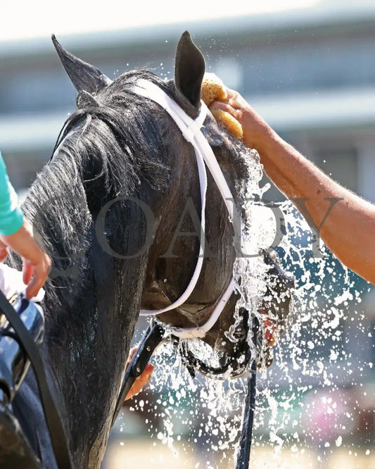 Field Pass - The Audubon 1St Running 06-20-20 R06 Cd Post Race 02 Churchill Downs