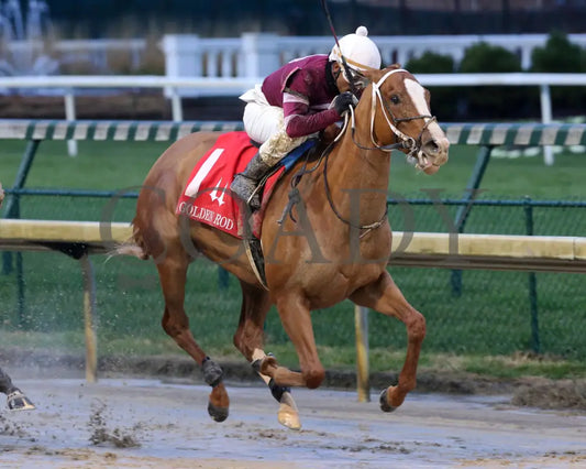 Finite - Golden Rod G2 76Th Running 11-30-19 R09 Cd Finish 02 Churchill Downs