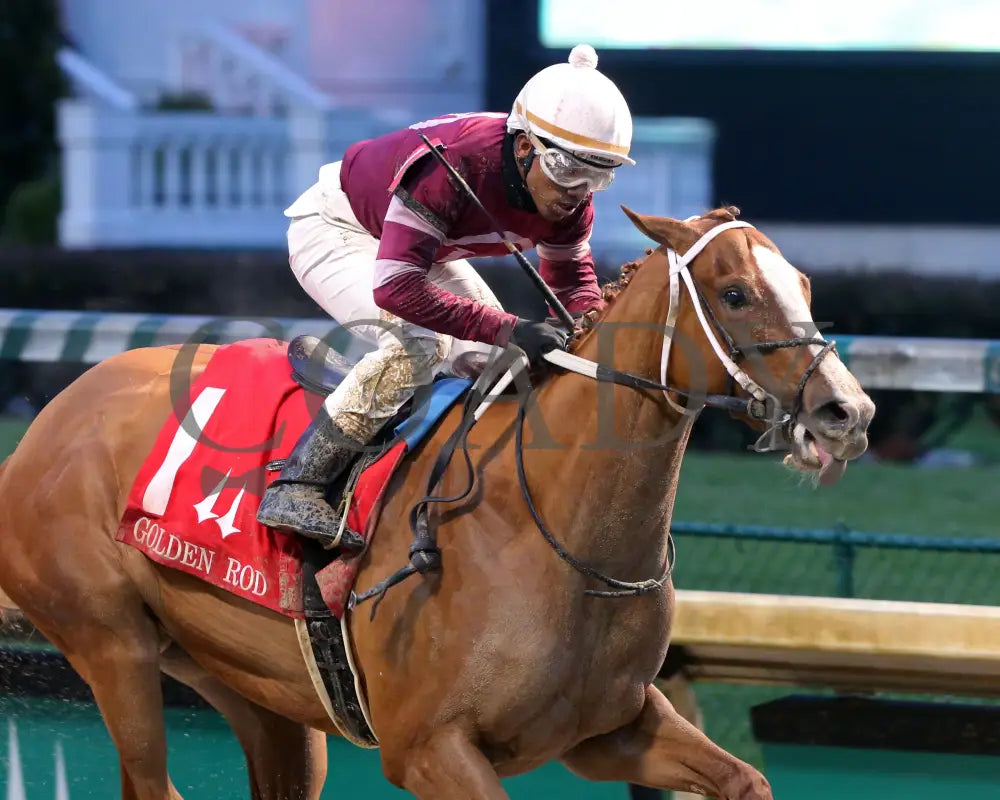 Finite - Golden Rod G2 76Th Running 11-30-19 R09 Cd Finish 03 Churchill Downs