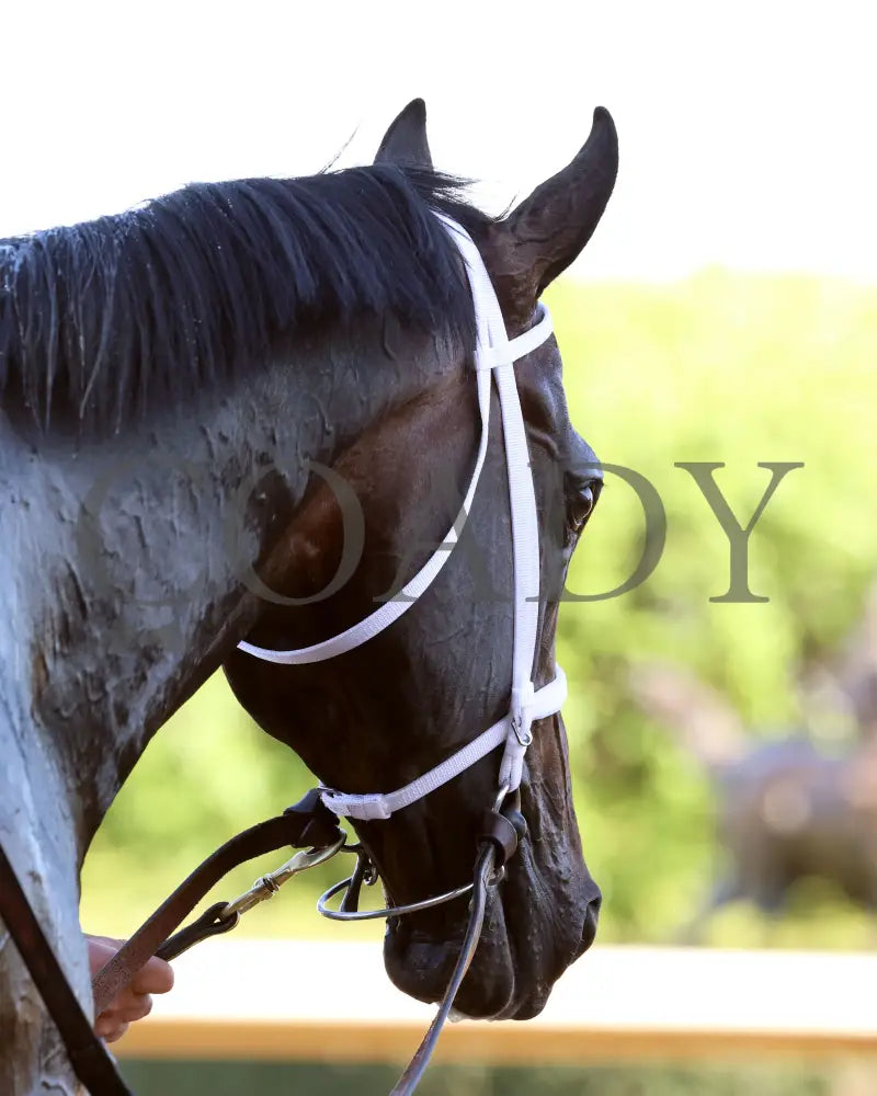 First Mission - The Essex Handicap G3 76 Running 03 - 23 - 24 R09 Op Come Back 05 Oaklawn Park