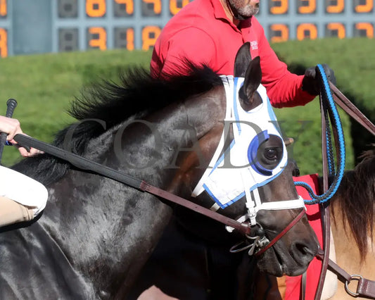 First Mission - The Essex Handicap G3 76 Running 03 - 23 - 24 R09 Op Post Parade 01 Oaklawn Park