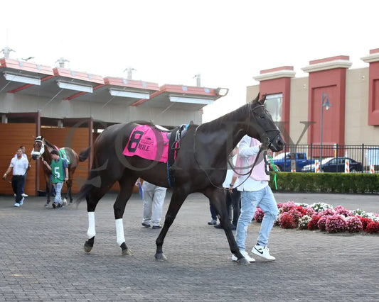 Forever Souper - The Presque Isle Mile 09-20-24 R07 Pid Paddock 05 Downs