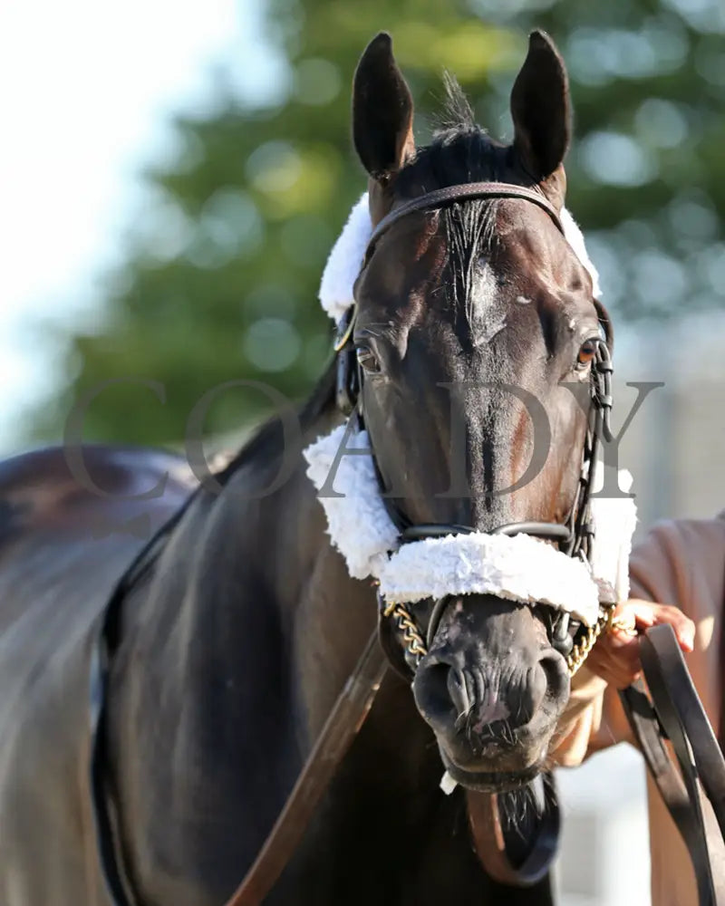 Forever Soupers - The Avery Whisman Memorial Stakes 3Rd Running 08-12-24 R07 Pid Paddock 01 Presque