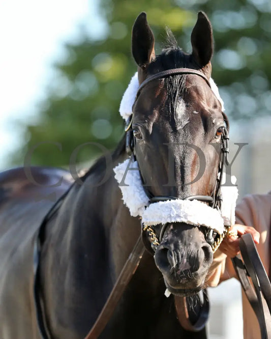 Forever Soupers - The Avery Whisman Memorial Stakes 3Rd Running 08-12-24 R07 Pid Paddock 01 Presque