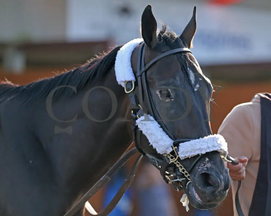 Forever Soupers - The Avery Whisman Memorial Stakes 3Rd Running 08-12-24 R07 Pid Paddock 03 Presque