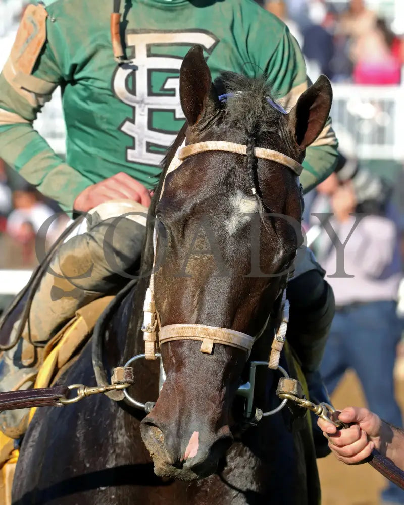 Forte - The Claiborne Breeders’ Futurity G1 109Th Running 10-08-22 R09 Kee Head Shot 01 Keeneland