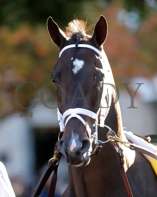 Forte - The Claiborne Breeders’ Futurity G1 109Th Running 10-08-22 R09 Kee Paddock 01 Keeneland
