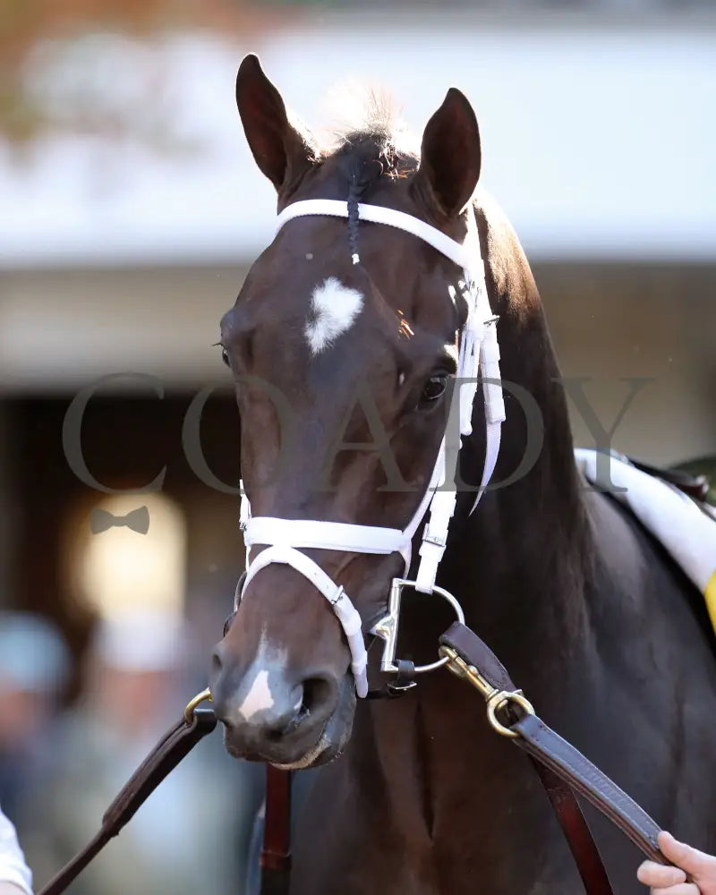 Forte - The Claiborne Breeders’ Futurity G1 109Th Running 10-08-22 R09 Kee Paddock 02 Keeneland