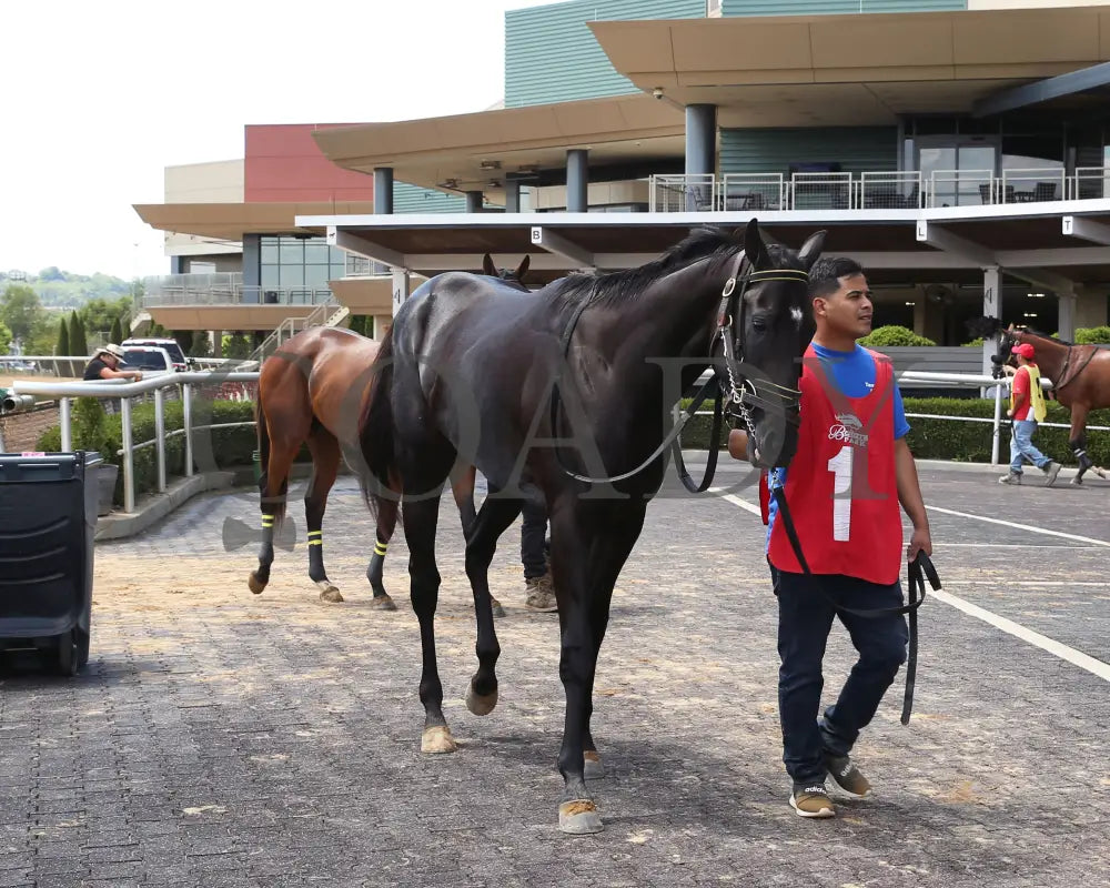 Fortissimo - The Hoover Stakes 07-19-24 R06 Btp Paddock 01 Belterra Park