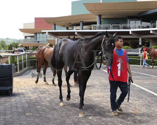 Fortissimo - The Hoover Stakes 07-19-24 R06 Btp Paddock 01 Belterra Park