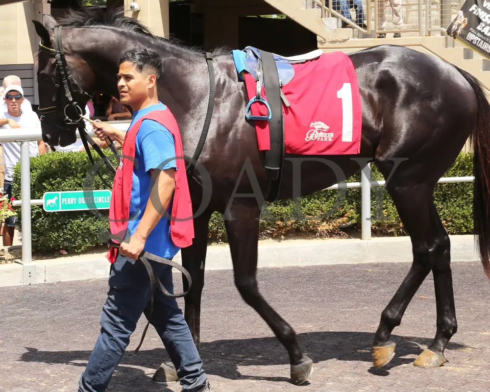 Fortissimo - The Hoover Stakes 07-19-24 R06 Btp Paddock 02 Belterra Park