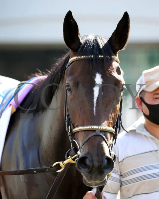 Four Graces - Dogwood G3 44Th Running 06-06-20 R10 Cd Paddock 01 Churchill Downs