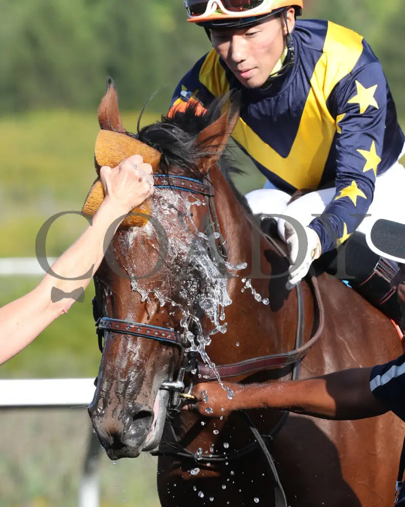 Foxtastic - The Presque Isle Debutante Stakes 09-20-24 R03 Pid Comeback 03 Downs