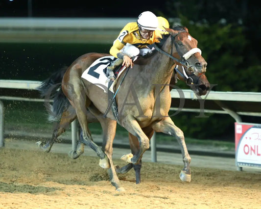 Free Like A Girl - Misty Bennett Pink Ribbon Stakes 15Th Running 08-23-24 R08 Ct Finish 02