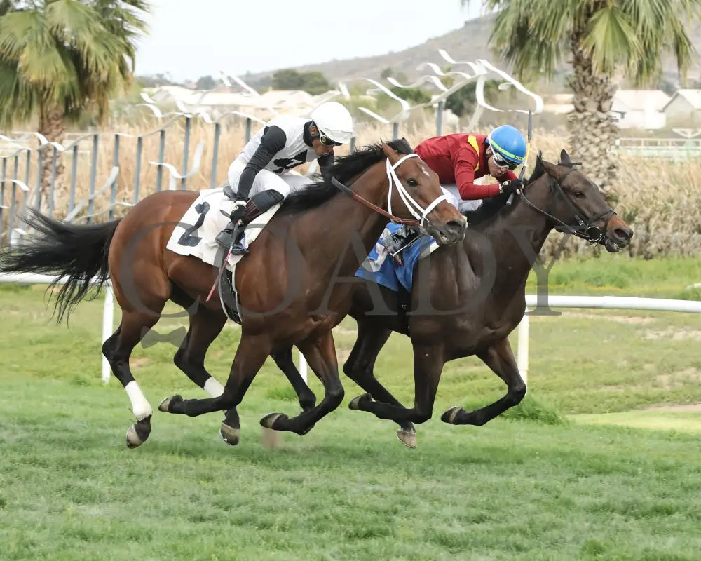 Fuerteventura - Cotton Fitzsimmons Stakes 03 - 14 - 24 R05 Turf Paradise Finish 2