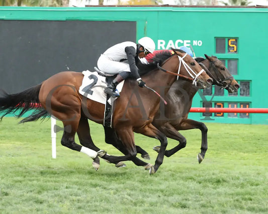 Fuerteventura - Cotton Fitzsimmons Stakes 03 - 14 - 24 R05 Turf Paradise Finish
