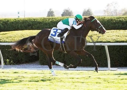 Fugitive Angel - The Pin Oak Valley View Keeneland