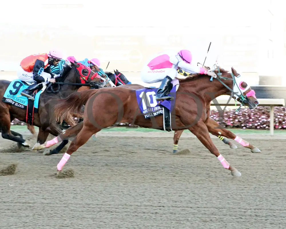 Full Boogie - Qhrai Derby Final 10-26-24 R11 Horseshoe Indiana Finish 01 Sammantha Pagels Grand