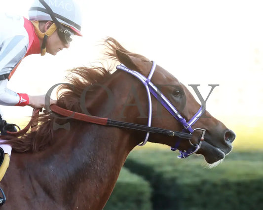 G W’S GIRL - Dixie Belle Stakes - 47th Running - 02-24-25 - R09 - OP - Gallop Out 02 Oaklawn Park