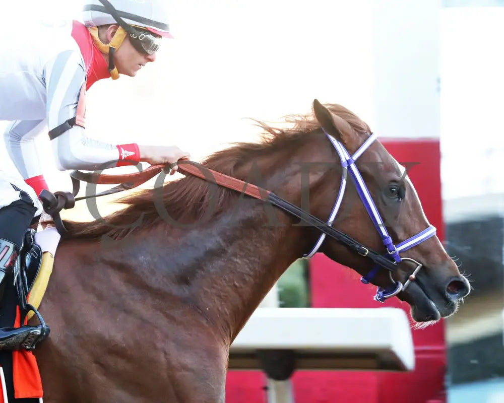 G W’S GIRL - Dixie Belle Stakes - 47th Running - 02-24-25 - R09 - OP - Tight Finish 01 Oaklawn Park