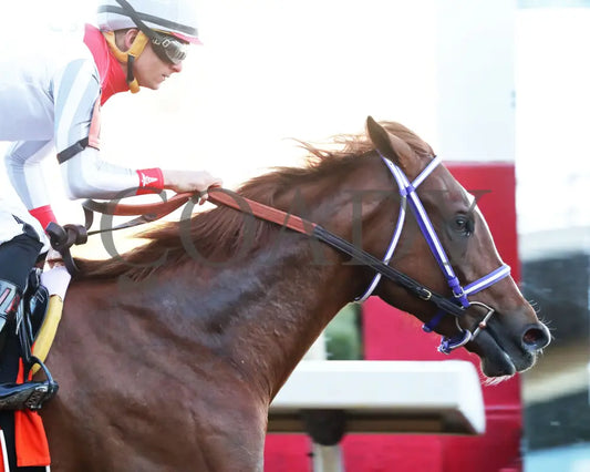 G W’S GIRL - Dixie Belle Stakes - 47th Running - 02-24-25 - R09 - OP - Tight Finish 01 Oaklawn Park