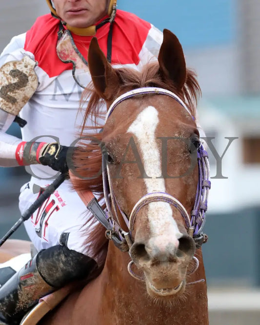G W’s Girl - The Mockingbird Stakes 01-04-25 R07 Op Come Back 03 Oaklawn Park