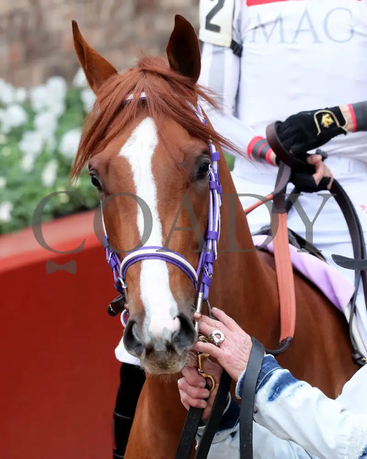 G W’s Girl - The Mockingbird Stakes 01-04-25 R07 Op Paddock 01 Oaklawn Park