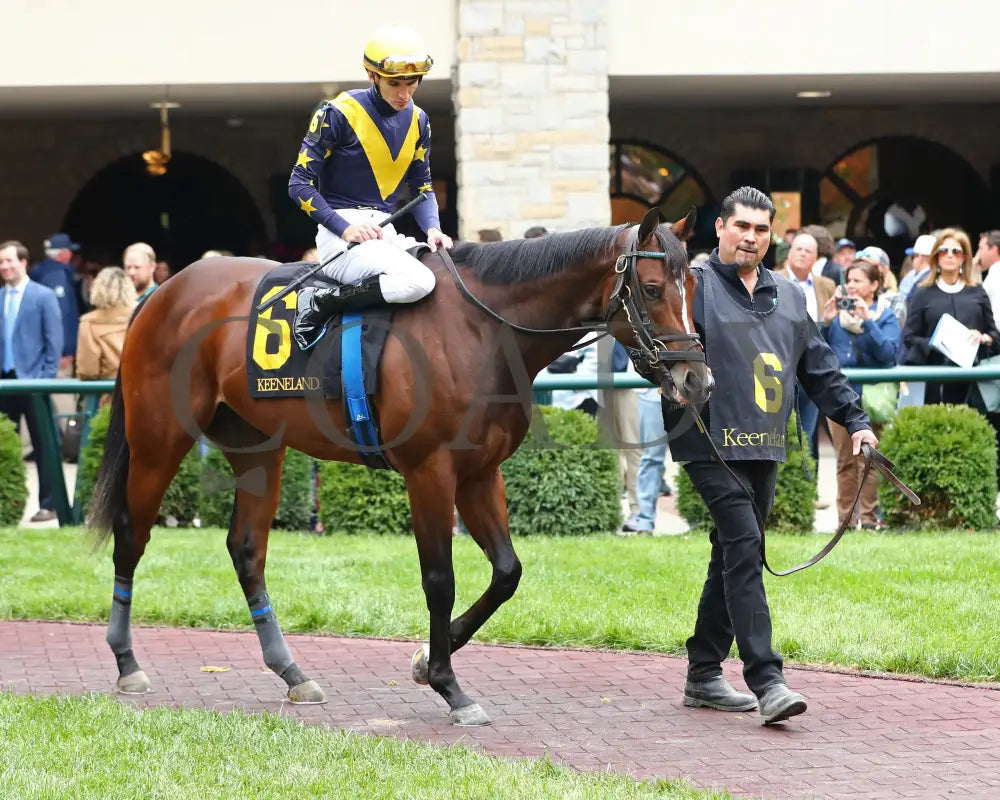 GALLIVANT - 102525 - Race 06 - KEE - Paddock 01 Keeneland
