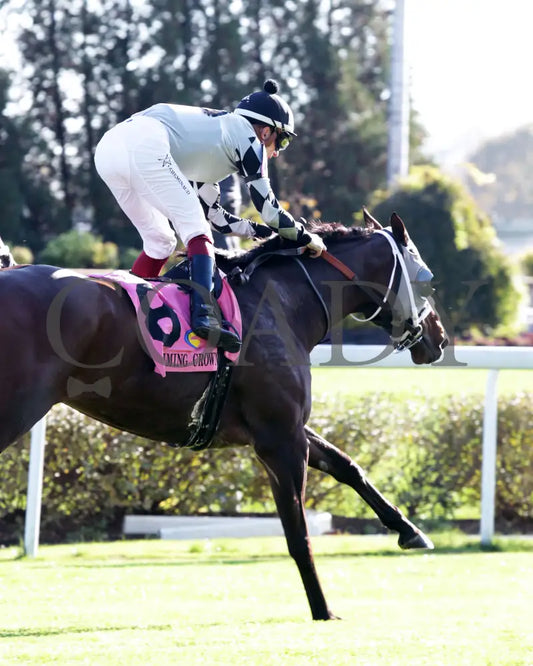 Ghostly Gal - The Tiara Claiming Crown #5 11-16-24 R05 Cd Gallop Out 01 Churchill Downs