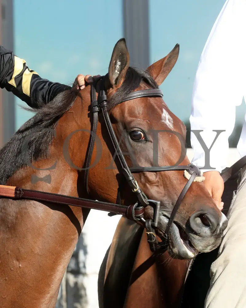 GIN GIN - 100525 - Race 09 - KEE - Post Parade 02 Keeneland