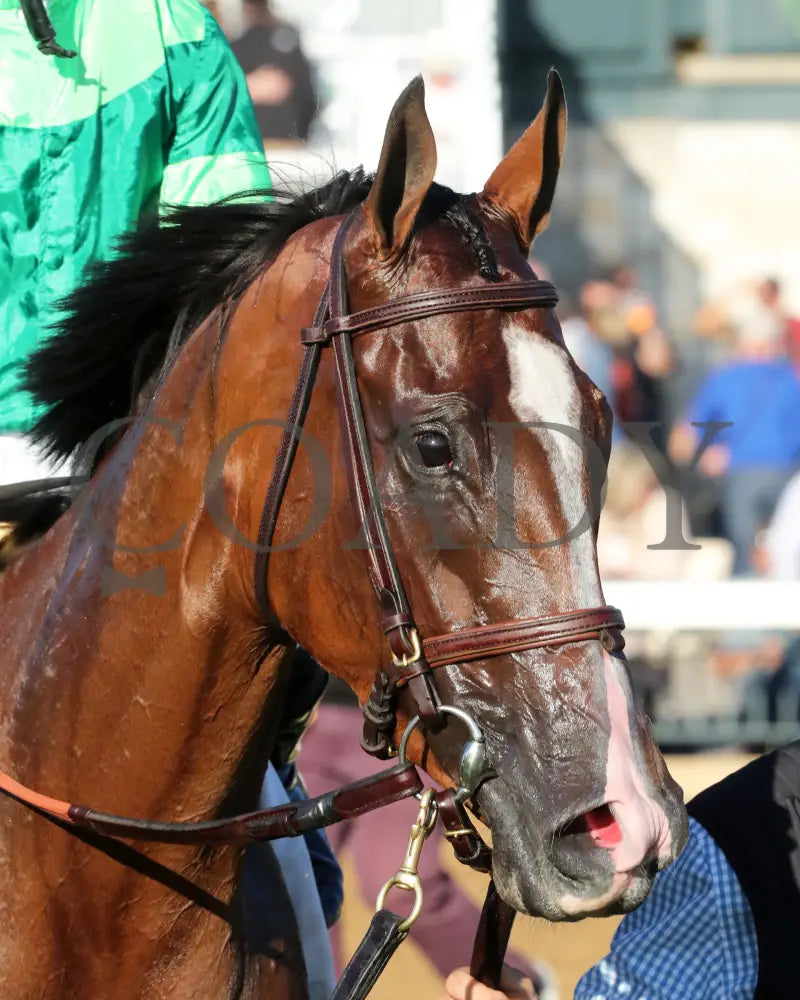 Gina Romantica - The Queen Elizabeth Ii Challenge Cup G1 39Th Running 10-15-22 R09 Kee Head Shot 02