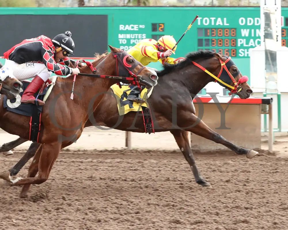 Go Seis Jr - Wayne Brasher Memorial Stakes 02-07-24 R02 Turf Paradise Finish 2