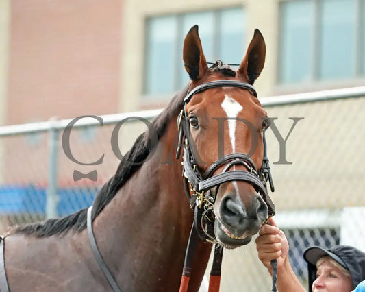 GOLDEN AFTERNOON - The Tom Ridge Stakes - 19th Running - 06-30-25 - R07 - PID - Paddock 02 Presque Isle Downs