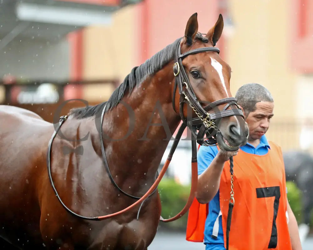 GOLDEN AFTERNOON - The Tom Ridge Stakes - 19th Running - 06-30-25 - R07 - PID - Paddock 03 Presque Isle Downs