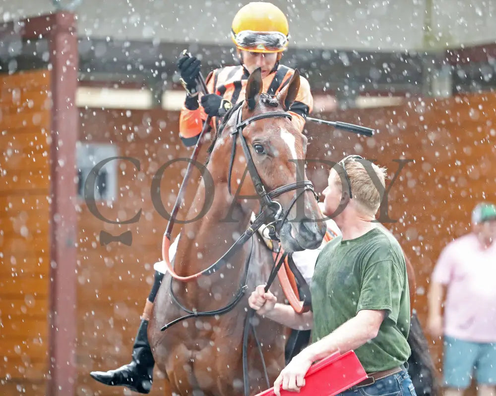 GOLDEN AFTERNOON - The Tom Ridge Stakes - 19th Running - 06-30-25 - R07 - PID - Paddock 04 Presque Isle Downs
