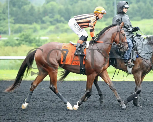 GOLDEN AFTERNOON - The Tom Ridge Stakes - 19th Running - 06-30-25 - R07 - PID - Post Parade Presque Isle Downs