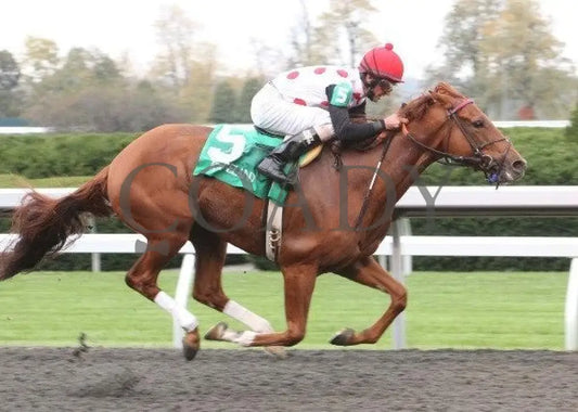 Golden Causeway - 1 101211 Race 04 Keeneland