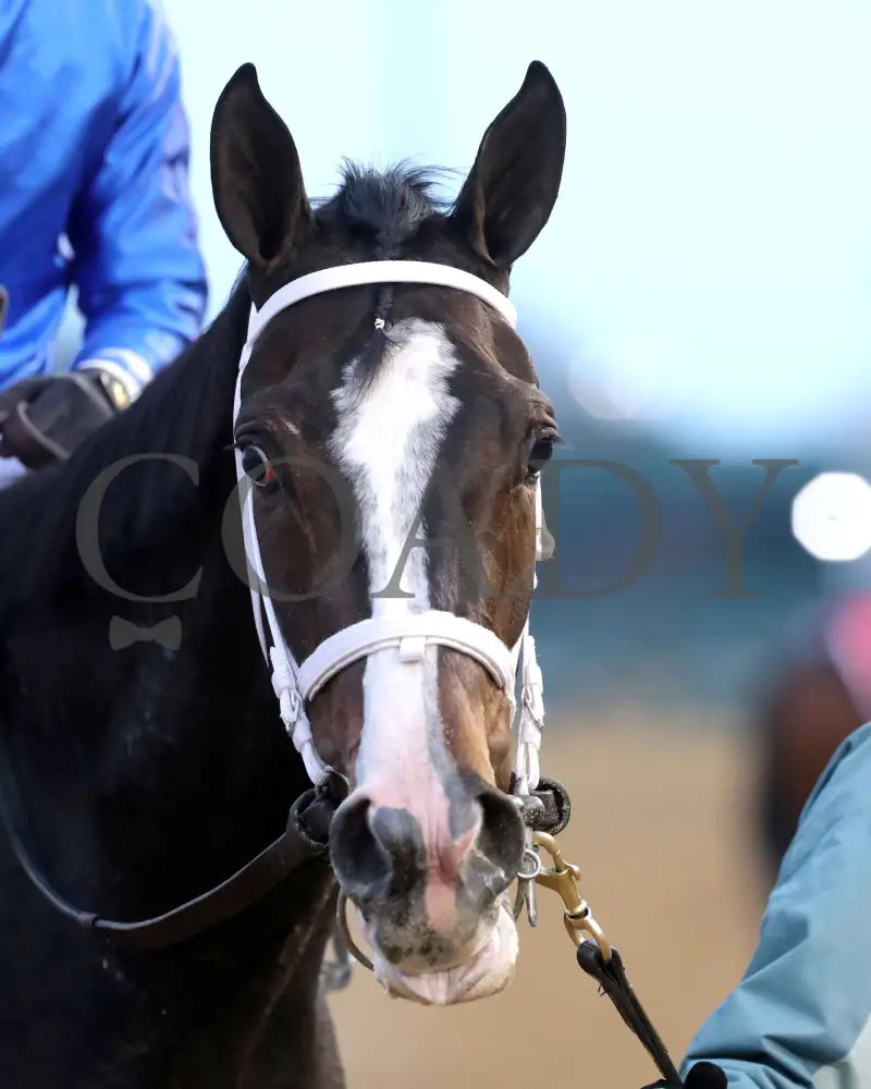 Good Cheer - The Golden Rod G2 11-30-24 R09 Cd Come Back 03 Churchill Downs