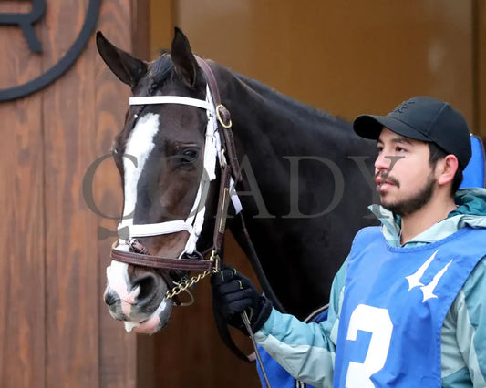 Good Cheer - The Golden Rod G2 11-30-24 R09 Cd Paddock 01 Churchill Downs