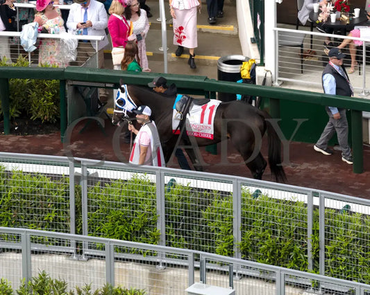 GOOD CHEER - The Longines Kentucky Oaks G1 - 151st Running - 05-02-25 - R11 - CD - Paddock 05 Churchill Downs