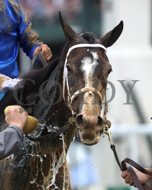 GOOD CHEER - The Longines Kentucky Oaks G1 - 151st Running - 05-02-25 - R11 - CD - Post Race 01 Churchill Downs