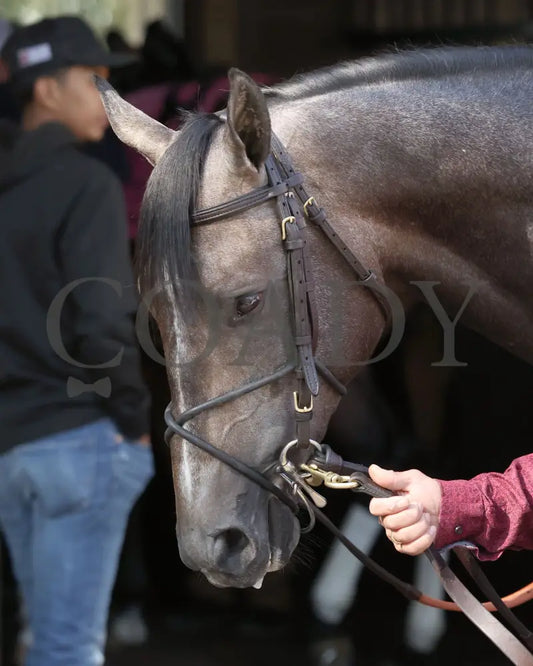 GOSGER - The Stonestreet Lexington G3 - 04-12-25 - R09 - KEE - Paddock 05 Keeneland