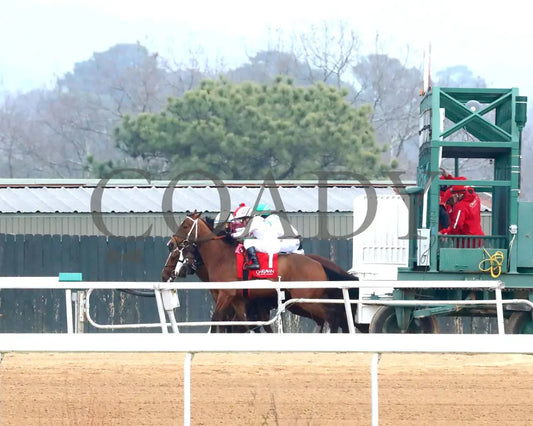 GRACE IS FREE - Mockingbird Stakes - 01-04-26 - R09 - Oaklawn Park - Robert Cline 01 - Coady Media - Kurtis Coady Photography