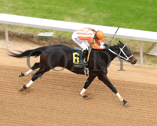 GRACE IS FREE - Mockingbird Stakes - 01-04-26 - R09 - OP - Aerial Finish 01 - Coady Media - Kurtis Coady Photography